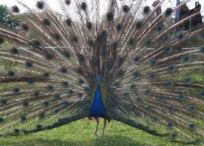 Couanac Familial à La Campagne Avec Piscine Hébergement de vacances