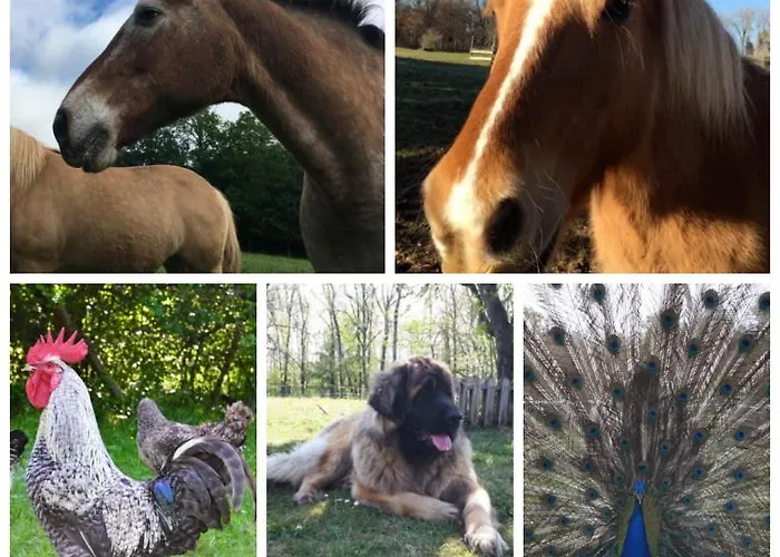 Hébergement de vacances Couanac Familial à La Campagne Avec Piscine